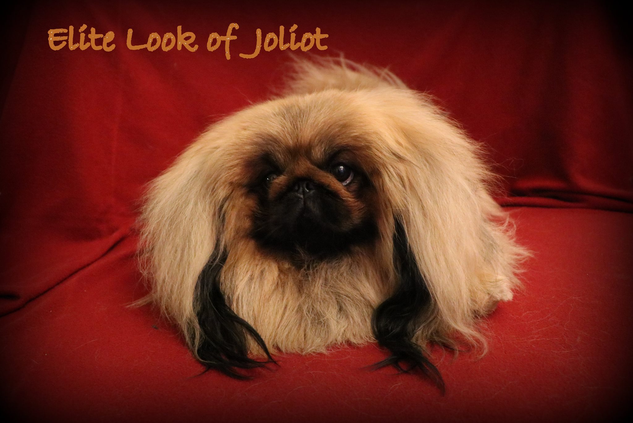 Elite Look of Joliot